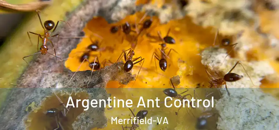 Argentine Ant Control Merrifield-VA