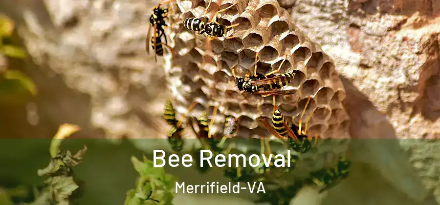 Bee Removal Merrifield-VA