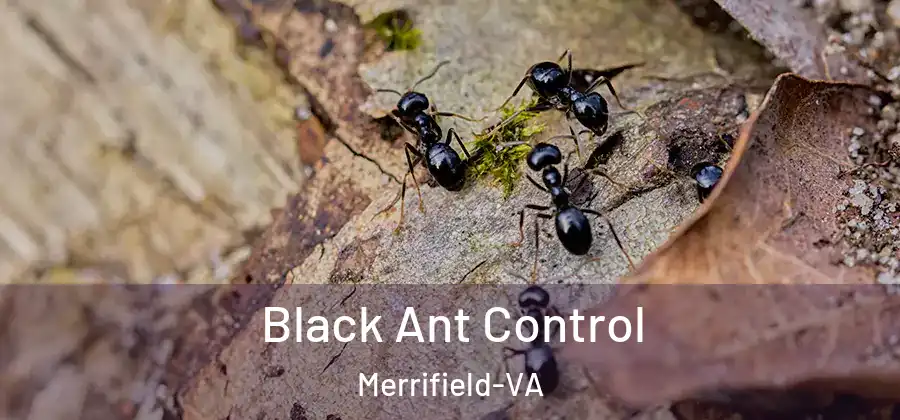 Black Ant Control Merrifield-VA