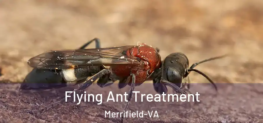 Flying Ant Treatment Merrifield-VA