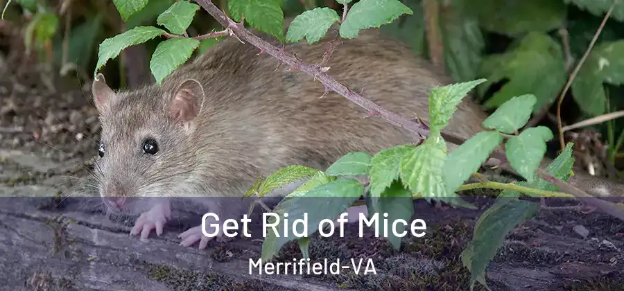 Get Rid of Mice Merrifield-VA