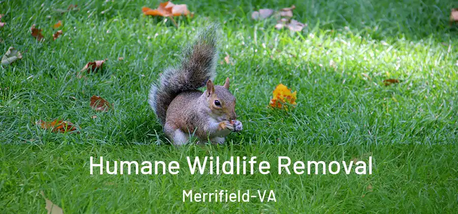 Humane Wildlife Removal Merrifield-VA