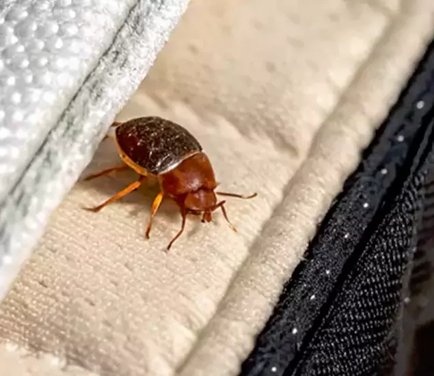 Trusted Bed Bug Prevention Specialists in Merrifield, VA