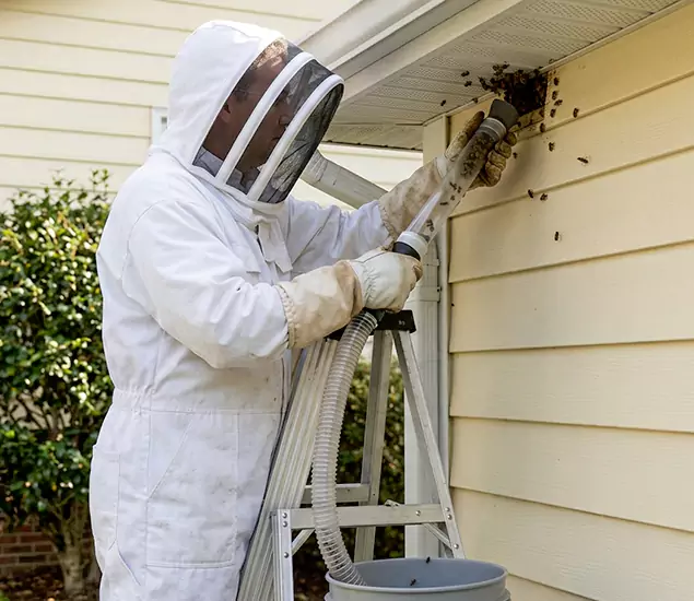 Your Affordable Bee Removal Company in Merrifield, VA