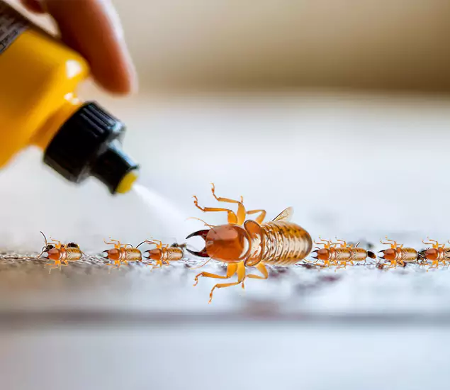 Reliable Bora Care Termite Experts in Merrifield, VA