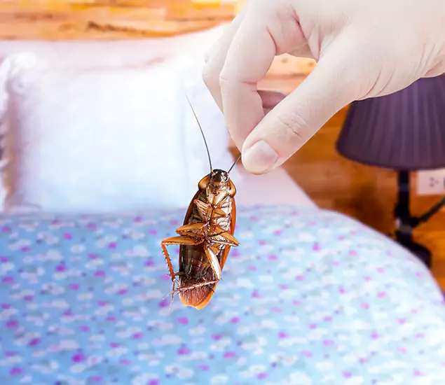 Expert Roach Control Services: Your Cockroach Pest Control in Merrifield, VA