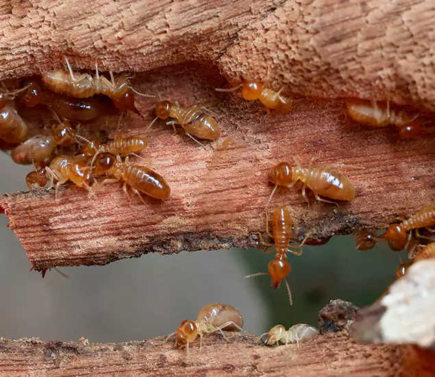About Our Drywood Termite Treatment Experts in Merrifield, VA
