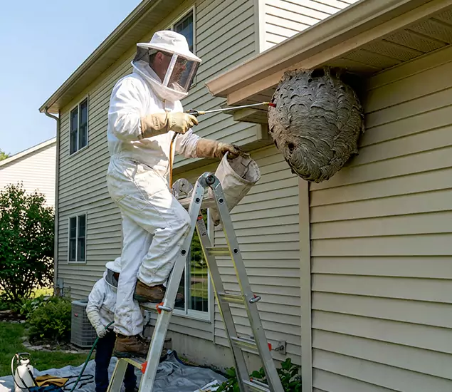 Expert Wasp Nest Removal: Your Local Wasp Nest Removal Company in Merrifield, VA
