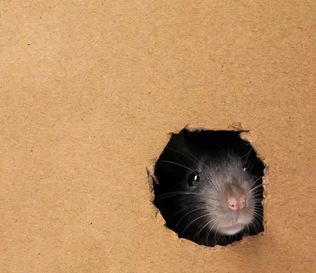 Rats in Attic Removal Experts in Merrifield, VA