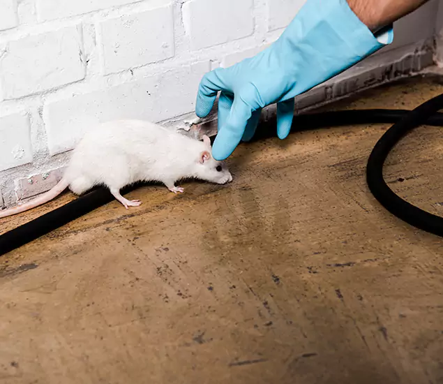 Your Pest Control Partner in Merrifield, VA