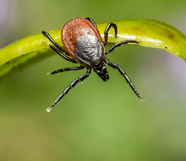 Your Trusted Tick Pest Control in Merrifield, VA
