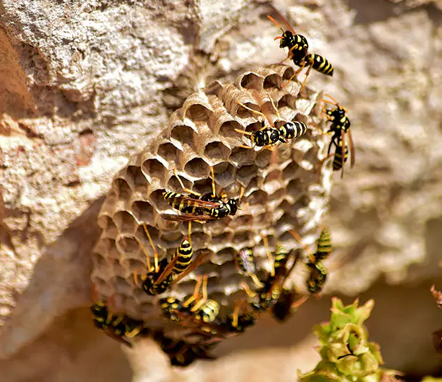 Your Best Wasp Removal Company in Merrifield, VA