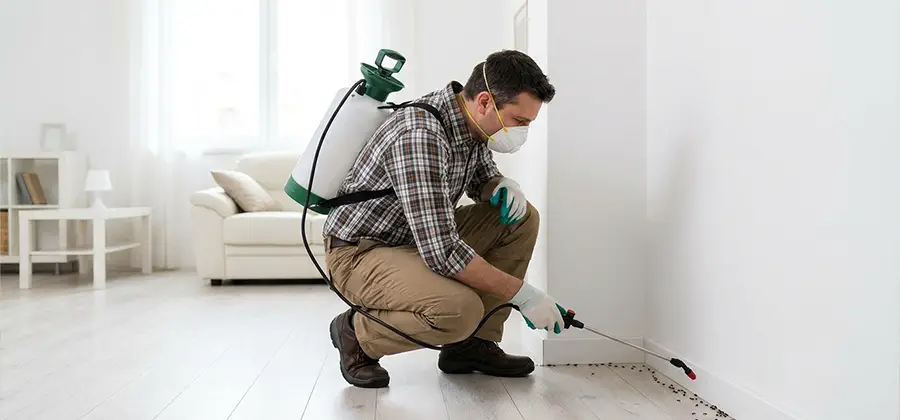 Seasonal Ant Infestation Control in Merrifield