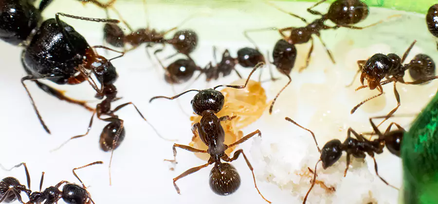 Argentine Ant Barrier Treatment in Merrifield