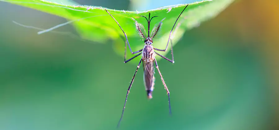 Natural Mosquito Spray for Yard in Merrifield