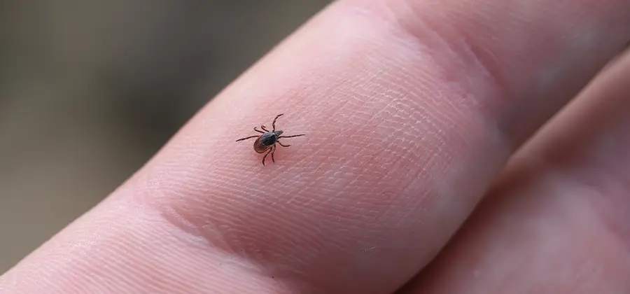 Infection Prevention for Bed Bug Bites in Merrifield
