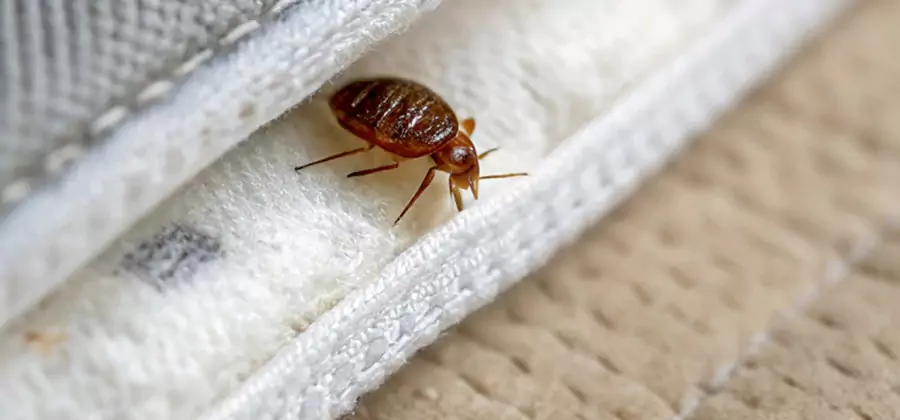 Tenting Bed Bug Fumigation in Merrifield