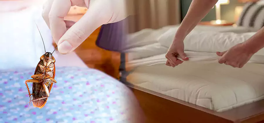 Bed Bug Home Extermination Service in Merrifield