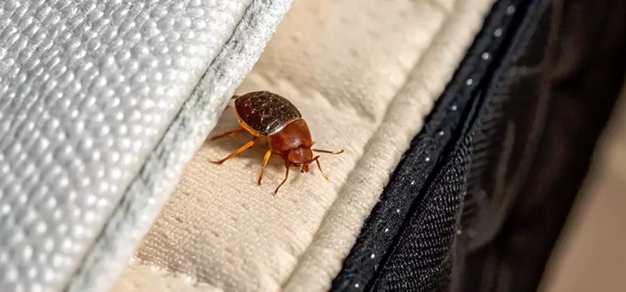 Commercial Bed Bug Control in Merrifield