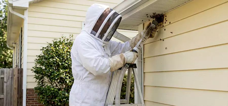 Ground Bee Removal in Merrifield
