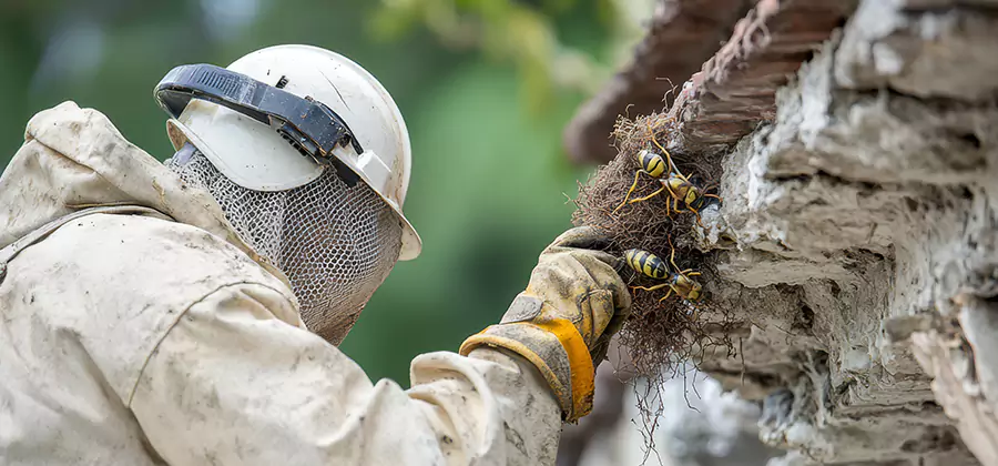 Bee and Wasp Hornet Removal in Merrifield