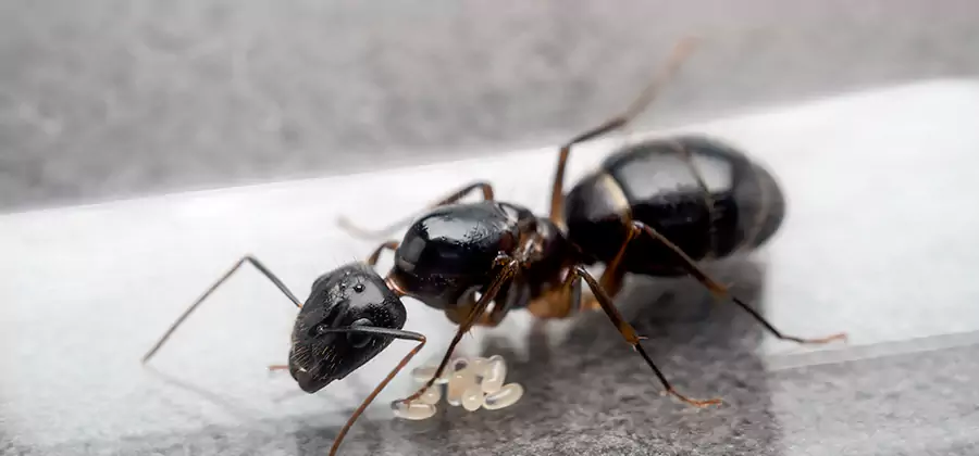 Black Ants in Kitchen Elimination in Merrifield