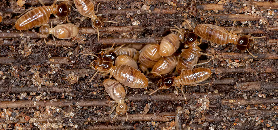 Bora Care Residential Termite Control in Merrifield