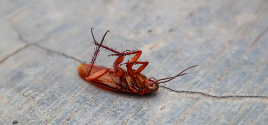 Cockroach Eradication for Commercial Properties in Merrifield