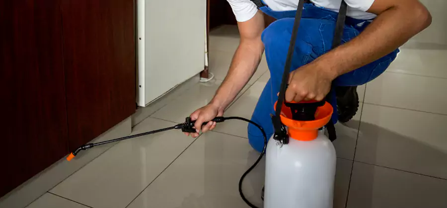 Palmetto Bug Exterminator in Merrifield