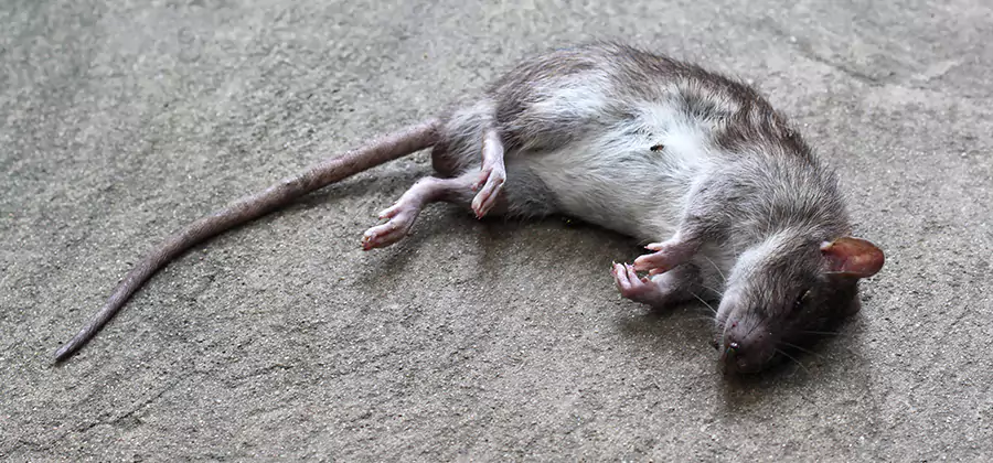 Dead Rat Disposal in Merrifield