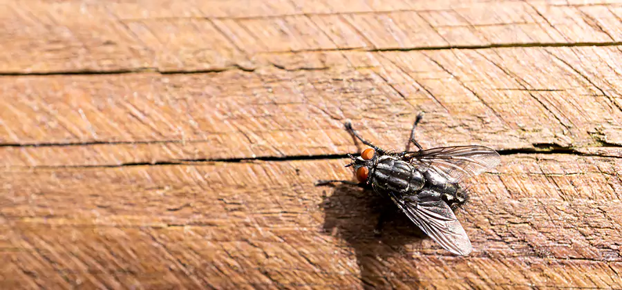 Flying Ant Barrier Treatment in Merrifield