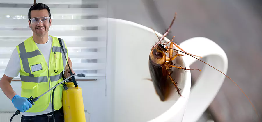 German Roach Infestation Treatment Merrifield