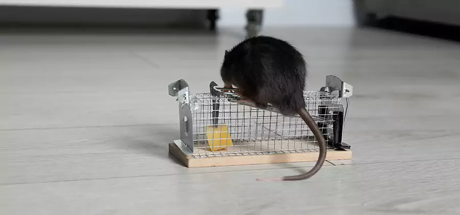 Mice in Attic Removal Merrifield