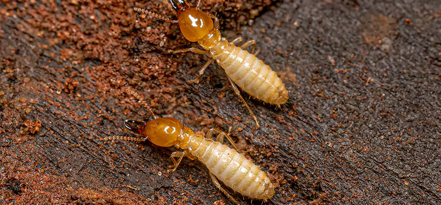 Structural Heat Termite Treatment in Merrifield