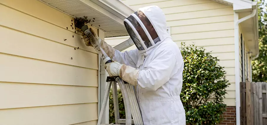 Wasp Nest in Wall Removal in Merrifield