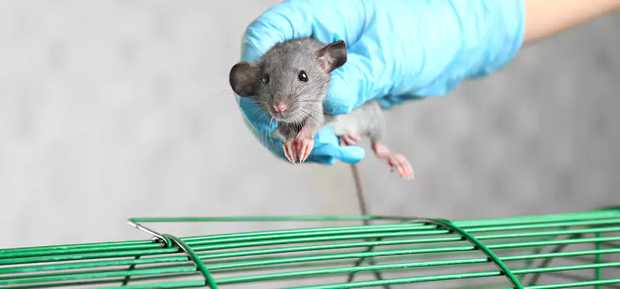 Humane Rat Trapping in Merrifield