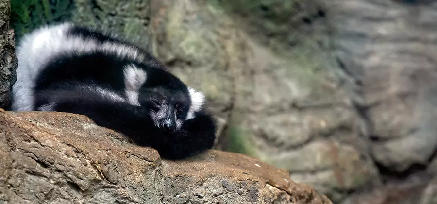 Humane Skunk Removal in Merrifield