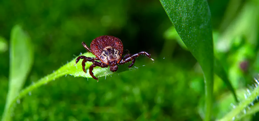 Tick Prevention for Yard in Merrifield