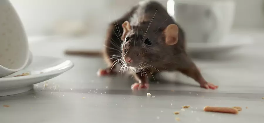 Rodent Feces Removal in Merrifield