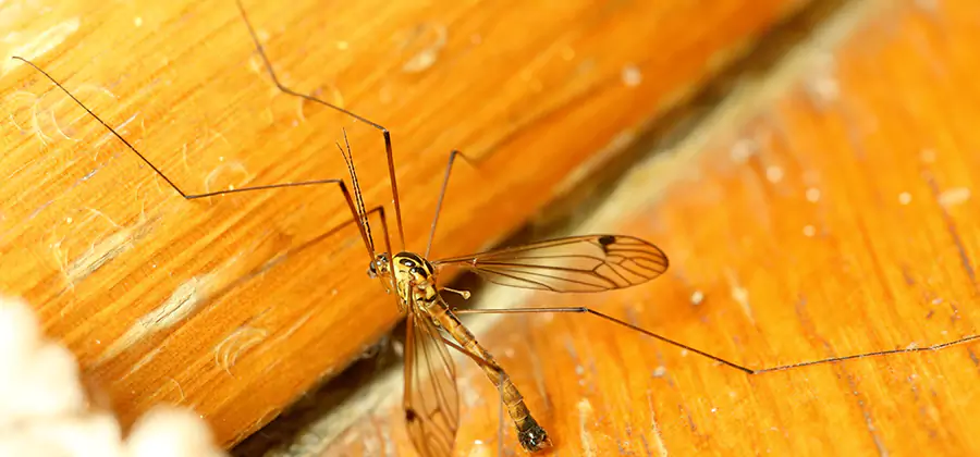 Exterior Mosquito Control in Merrifield