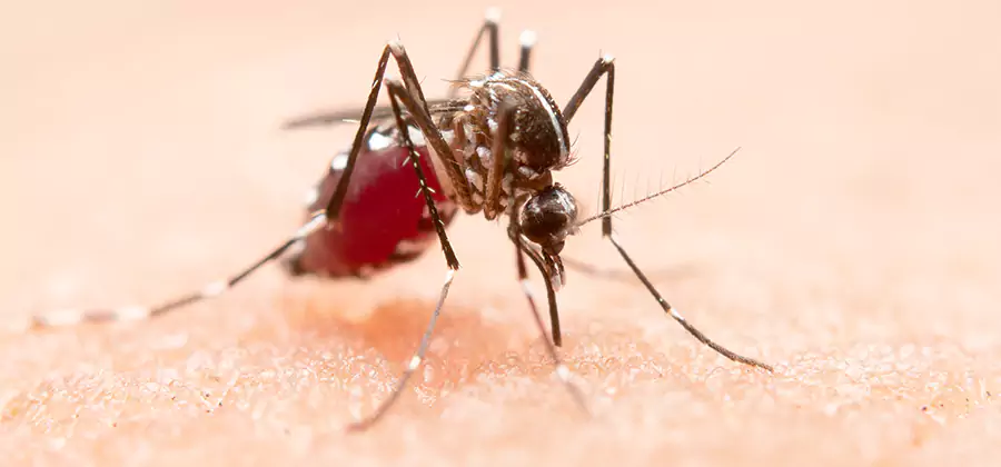 Indoor Mosquito Killer and Interior Control in Merrifield
