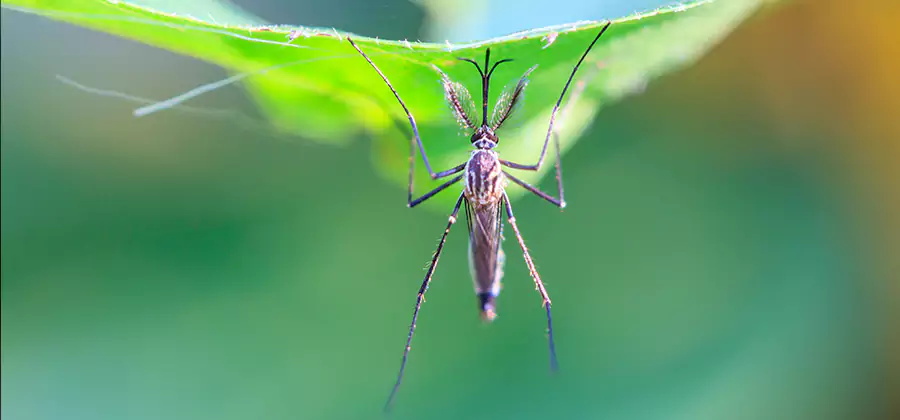Pest and Mosquito Control for Yard and Patio in Merrifield