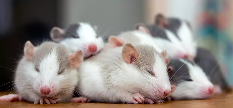 Merrifield Pet Safe Mice Control