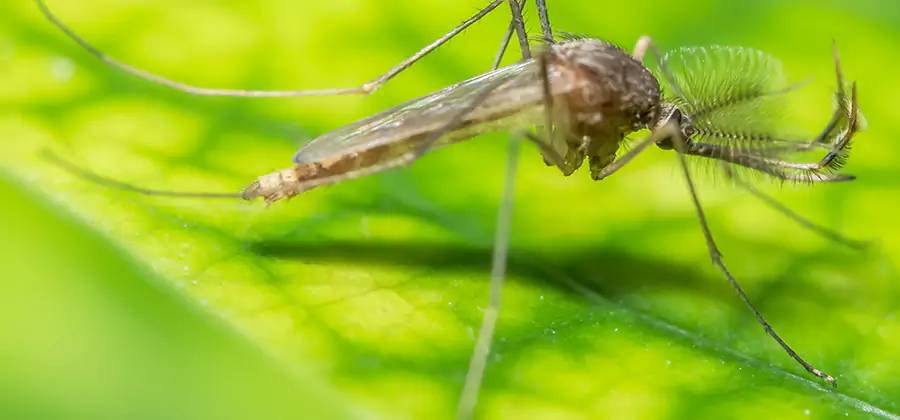 Herbal Mosquito Repellent Treatment in Merrifield
