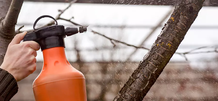 Orange Oil Structural Cavity Treatment in Merrifield