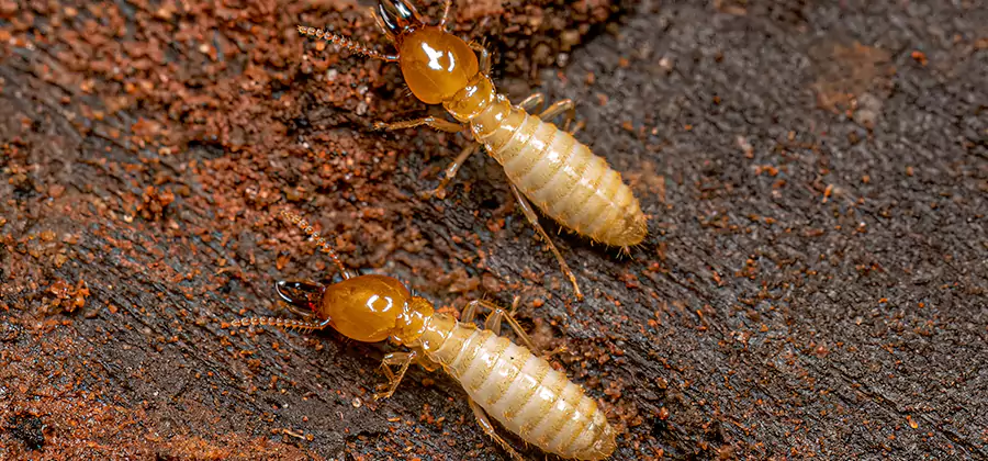 Natural Ant Hill Killer Treatment in Merrifield
