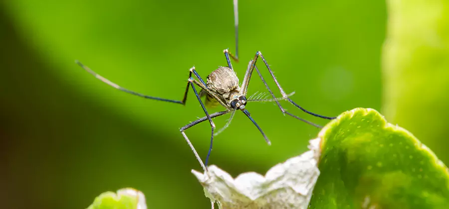 Natural Outdoor Mosquito Repellent in Merrifield