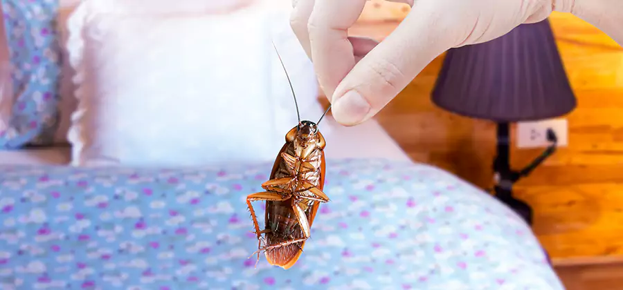 Bed Bug Inspection in Merrifield