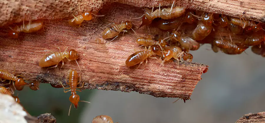 Termite Pest Management in Merrifield