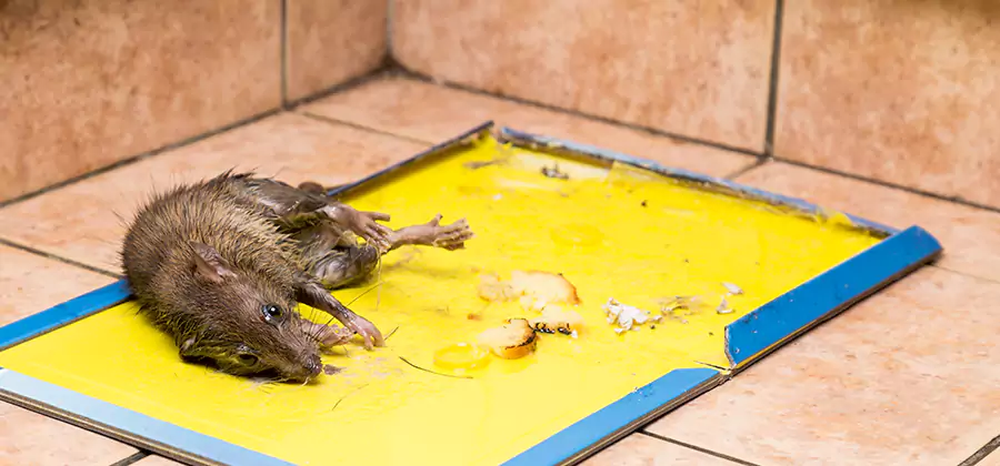 Rat Trapping Service In Merrifield